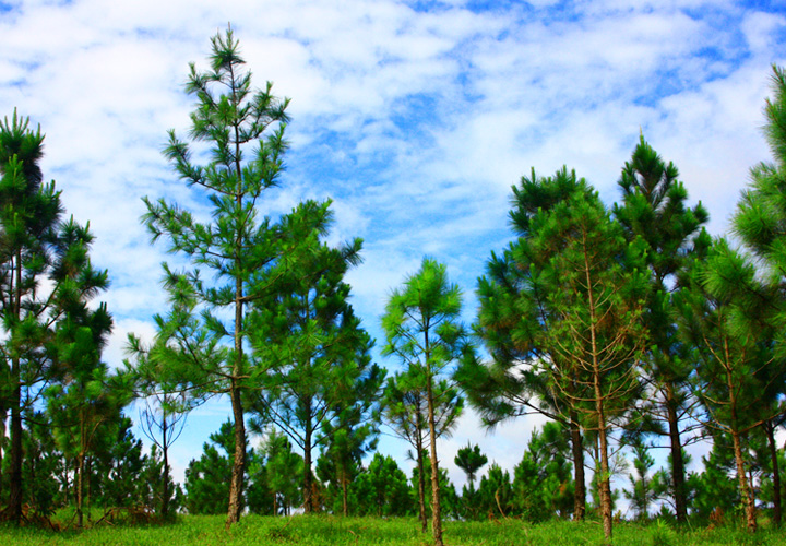 Pine Tree Plantation