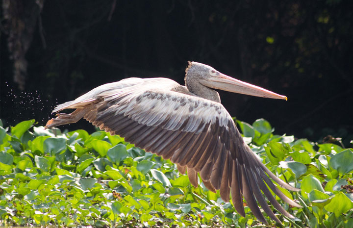 Prek Toal Bird Sanctuary 1 Day