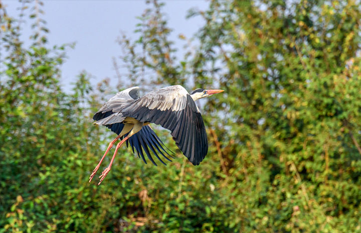 Prek Toal Bird Sanctuary 2 Days  / 1 Night